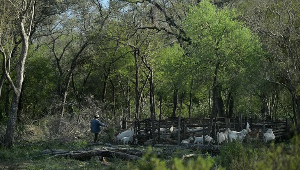 Una persona con chaqueta azul está cuidando un grupo de cabras blancas dentro de un cercado de madera en un bosque con árboles verdes.

Description generated by AI